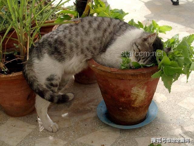 **断眉找到了属于自己的猫薄荷：一场关于自我发现与成长的奇妙之旅**